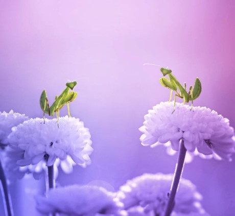 Buổi n&oacute;i chuyện tr&ecirc;n những c&aacute;nh hoa của đ&ocirc;i bọ ngựa phong t&igrave;nh. (Nguồn Bored Panda).