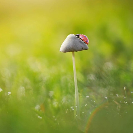 Bọ r&ugrave;a v&agrave; m&agrave;n đ&aacute;p l&ecirc;n c&acirc;y nấm mảnh mai một c&aacute;ch ngoạn mục. (Nguồn Bored Panda).