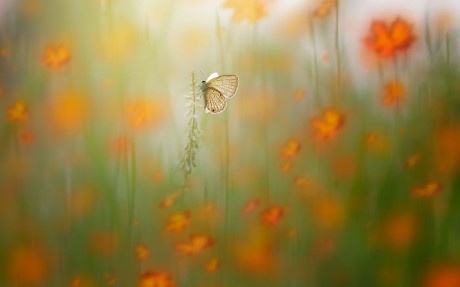 C&aacute;nh bướm nhỏ chao đảo giữa ng&agrave;n hoa đẹp hư hư thực thực. (Nguồn Bored Panda).