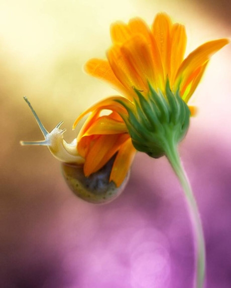 Ốc s&ecirc;n uốn m&igrave;nh l&agrave;m d&aacute;ng với nhiếp ảnh gia. (Nguồn Bored Panda).