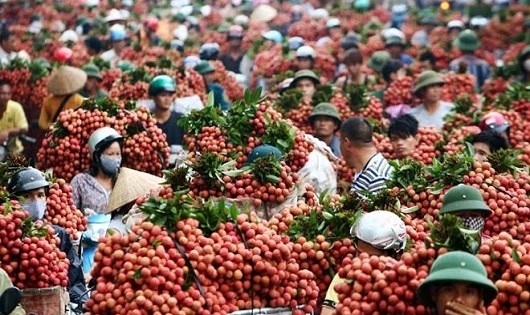 &ldquo;Được m&ugrave;a, mất gi&aacute;&rdquo; l&agrave; thảm cảnh m&agrave; n&ocirc;ng sản Việt lu&ocirc;n phải đối mặt.