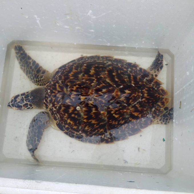 Con r&ugrave;a biển (Đồi mồi) qu&yacute; hiểm thuộc nh&oacute;m 1B c&oacute; h&igrave;nh th&ugrave; đẹp mắt.