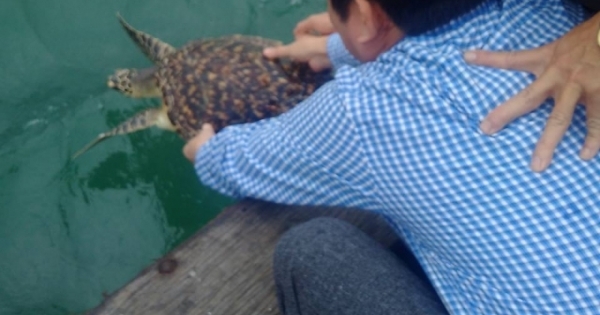 Hà Tĩnh: Giải cứu rùa biển quý hiếm nặng hơn 7kg