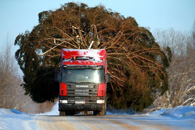 Xe tải chở một c&acirc;y th&ocirc;ng Noel khổng lồ đến đến bang Ivanovo, Nga. (Ảnh: Vladimir Smirnov / TASS)