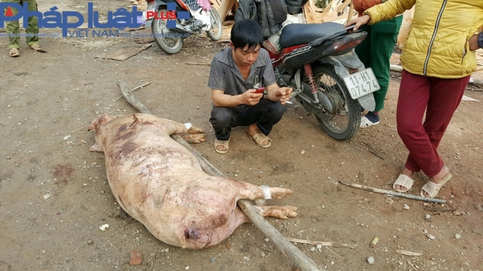 Lợn ch&ecirc;́t từ 3 giờ sáng, tới 12 giờ trưa đ&atilde; t&iacute;m t&aacute;i.        Trao đ&ocirc;̉i với phóng vi&ecirc;n Phapluatplus.vn , &ocirc;ng Hà H&ocirc;̀ng Thái - Đ&ocirc;̣i phó CSGT huy&ecirc;̣n Hòa An cho bi&ecirc;́t: