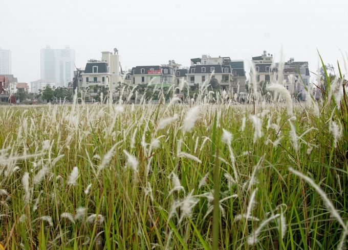 &nbsp;C&aacute;nh đồng lau bạt ng&agrave;n ph&iacute;a sau khu d&acirc;n cư trong khu đ&ocirc; thị Linh Đ&agrave;m.