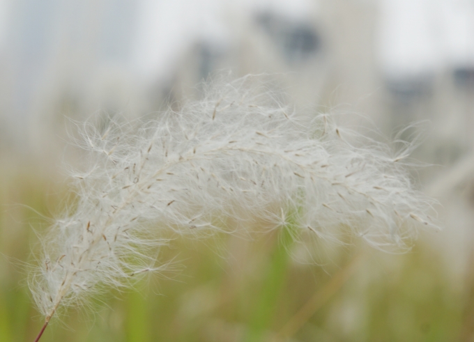 Những b&ocirc;ng hoa lau đang m&ugrave;a trổ b&ocirc;ng tung bay theo chiều gi&oacute;.