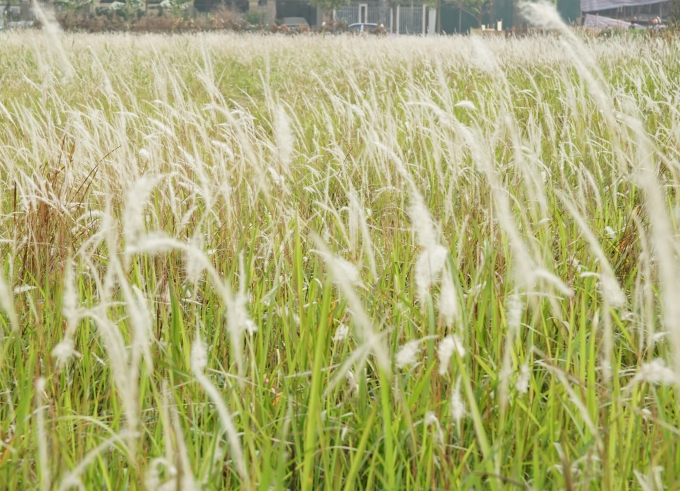 &nbsp;M&agrave;u trắng tinh khiết của hoa lau đang m&ugrave;a trổ b&ocirc;ng.