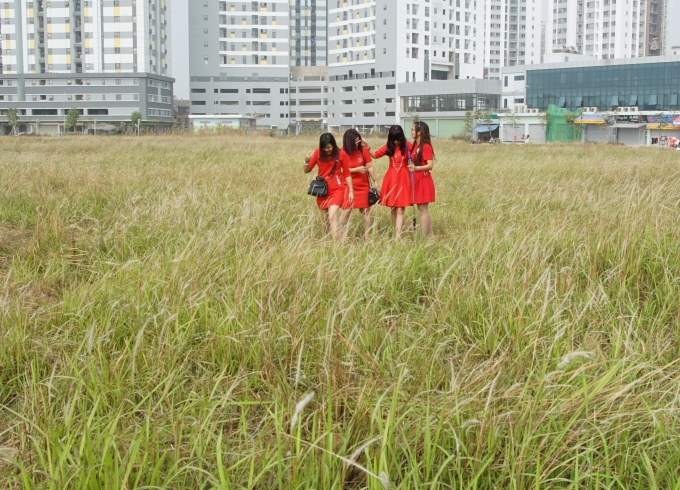 Họ hồn nhi&ecirc;n chuyện tr&ograve;,dảo bước trong&nbsp;vườn&nbsp;lau.