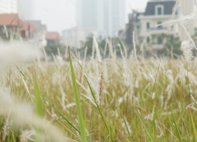 Do nắng to n&ecirc;n hoa lau nở nhanh ch&oacute;ng v&agrave; được gi&oacute; thổi bung n&ecirc;n vườn hoa cũng nhanh t&agrave;n.