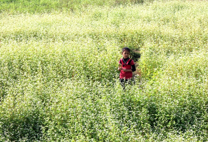 Th&aacute;i Nguy&ecirc;n: Nở rộ tr&agrave;o lưu