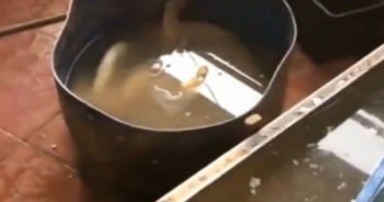 Phát hiện gần 1 tấn nội tạng bẩn 