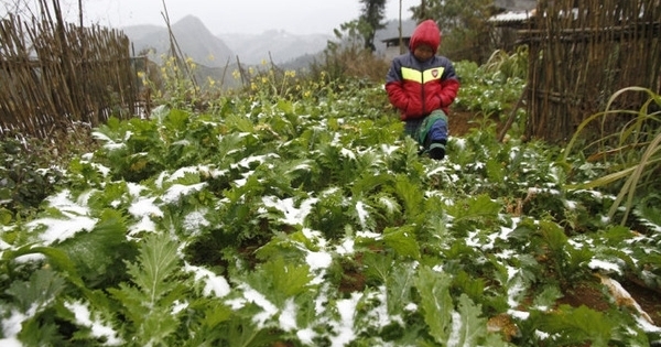 Dự báo thời tiết ngày 15/12: Vùng núi cao rét đậm, từ 7-10 độ