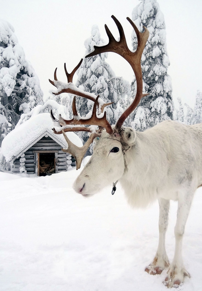 Tuần lộc l&agrave; lo&agrave;i động vật được nu&ocirc;i phổ biến ở Lapland. (Ảnh:&nbsp;Bored Panda)