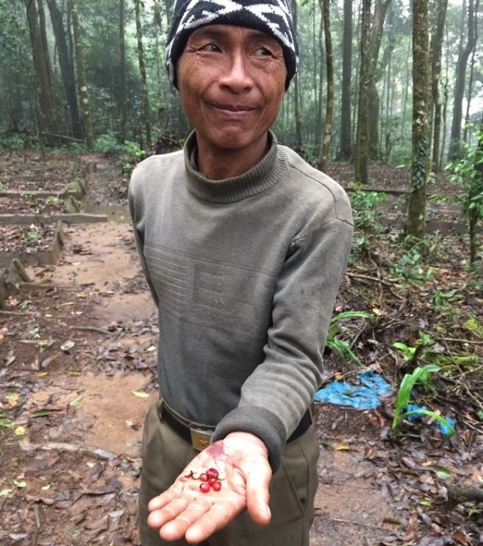 &Ocirc;ng A Minh đang cầm hạt S&acirc;m Ngọc Linh để chờ nh&acirc;n vi&ecirc;n kỹ thuật hướng dẫn kỷ thuật trồng