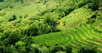 Flycam: Ngắm Hoàng Su Phì lúa vào thì con gái