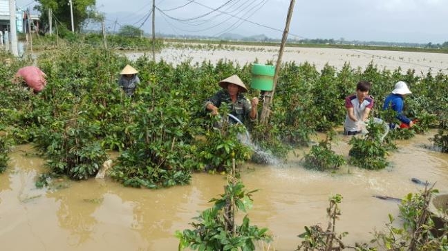 H&agrave;ng loạt l&agrave;ng hoa ở miền Trung trong thời điểm chuẩn bị tết đ&atilde; bị ch&igrave;m dưới nước lũ. Trong ảnh: &ocirc;ng Nguy&ecirc;̃n Sơn K&ecirc;̀ ở th&ocirc;n Hảo Đức (An Nhơn, Bình Định) gi&ocirc;̣i rửa ru&ocirc;̣ng mai bị ng&acirc;̣p trong lũ vào trưa 17-12 - Ảnh: DUY THANH.
