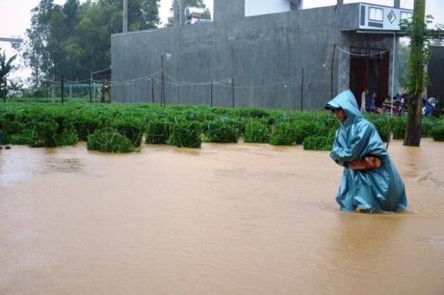 H&agrave;ng ngh&igrave;n chậu c&uacute;c ở Quảng Ng&atilde;i ch&igrave;m trong lũ muộn - Ảnh: TRẦN MAI.