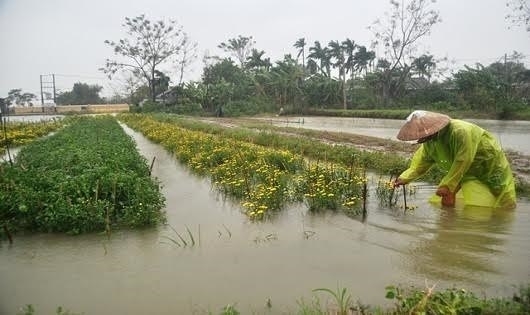 Làng hoa Cố đô Huế tiêu điều sau trận lũ