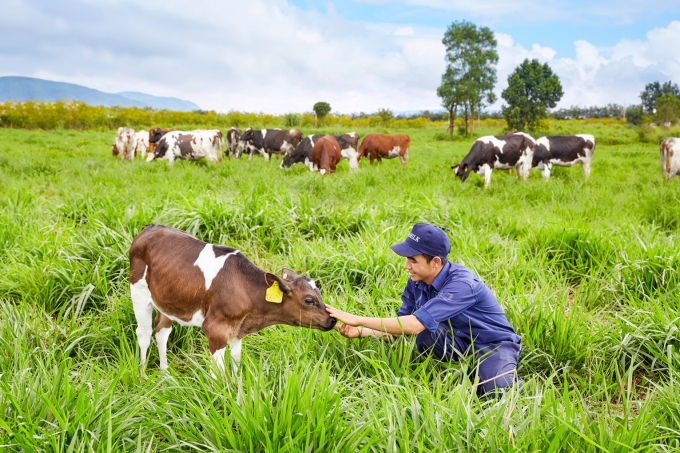 Trang trại b&ograve; sữa Vinamilk Organic Đ&agrave; Lạt.