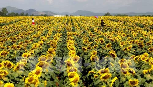 C&aacute;nh đồng hoa hướng dương ngập tr&agrave;n trong m&agrave;u v&agrave;ng. (Ảnh: TTXVN).
