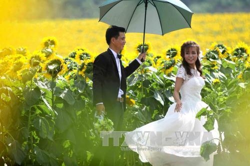 Nhiều cặp đ&ocirc;i chọn nơi đ&acirc;y để lưu giữ khoảnh khắc hạnh ph&uacute;c.&nbsp;(Ảnh: TTXVN).