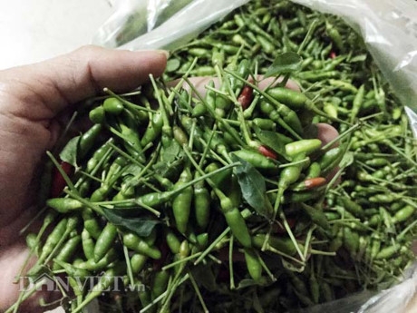 Ớt t&iacute; hon hiện c&oacute; gi&aacute; 400.000 đồng/kg tr&aacute;i tươi