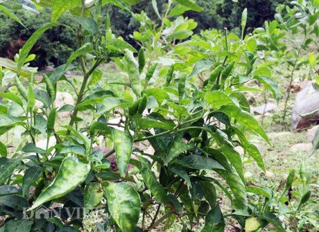 400.000 đồng/kg, ớt xi&ecirc;m rừng t&iacute; hon kh&oacute; mua hơn cả v&agrave;ng