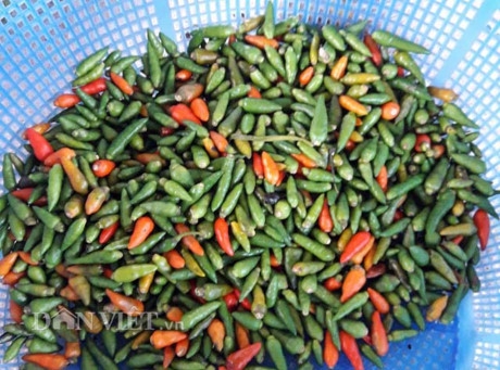 Th&agrave;nh quả sau một ng&agrave;y t&igrave;m h&aacute;i ớt xi&ecirc;m tr&ecirc;n rừng