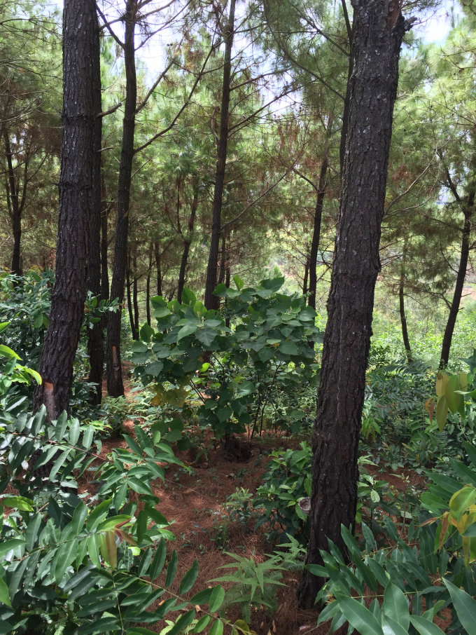 C&acirc;y th&ocirc;ng nơi chị Hoa treo cổ đ&atilde; bị đốn hạ.