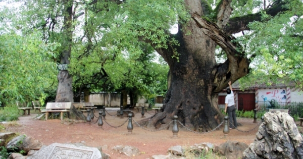 Bắc Giang: Phê duyệt Quy hoạch chi tiết xây dựng Khu du lịch cây Dã Hương nghìn năm tuổi