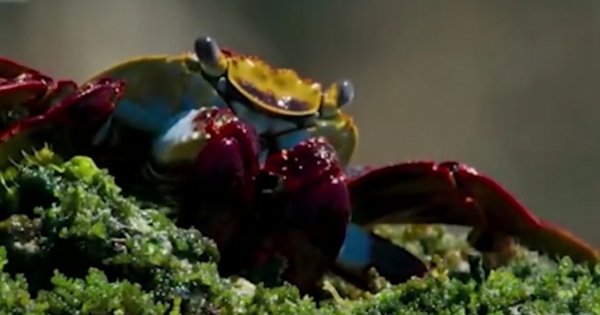 Cận cảnh màn "khinh công" đẹp mắt như phim hành động của cua biển