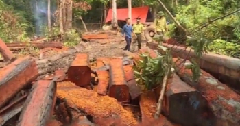 Thời sự ngày 6/12/2017: Phá rừng tại Đắk Lắk