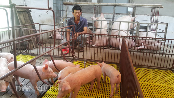 Tại c&aacute;c tỉnh miền Bắc, gi&aacute; lợn hơi (heo hơi) h&ocirc;m nay 10.12 dự b&aacute;o dao động từ 26.000 - 30.000 đồng/kg. Ảnh: H.Đ