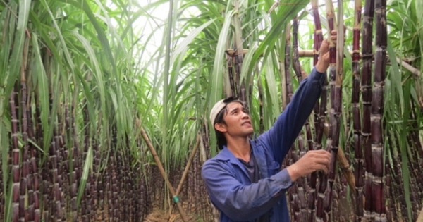 Dân Thái ăn đường nội địa giá 