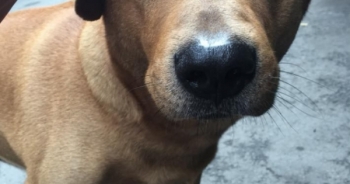 Con boss xuất sắc nhất 2017: Đuổi ăn trộm rơi cả điện thoại và ma túy lại hiện trường