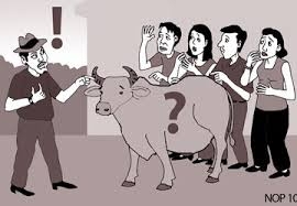 Bò đi lạc không ai nhận, người dân có được sở hữu không?