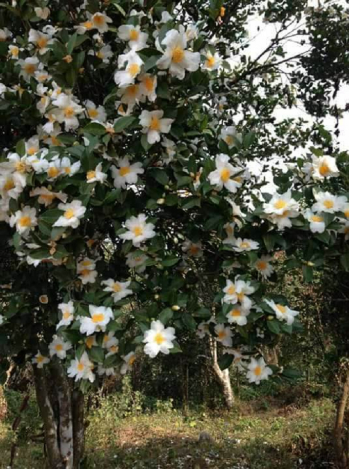 Biển người chen ch&acirc;n trong gi&aacute; lạnh tại Hội hoa Sở B&igrave;nh Li&ecirc;u 2017