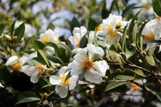 Hỏa sở nở rắng rừng trong ng&agrave;y khai mạc Hội hoa Sở 2017.