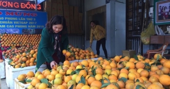 Thương hiệu cam Cao Phong tạo nên giá ổn định cho thị trường