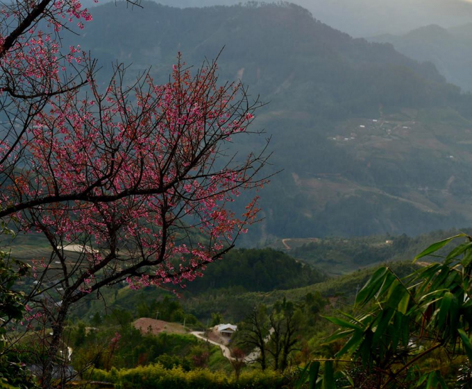Giữa đại ng&agrave;n của n&uacute;i rừng T&acirc;y Bắc, hoa Tớ D&agrave;y được cho l&agrave; lo&agrave;i hoa b&aacute;o hiệu m&ugrave;a Xu&acirc;n, nở tr&agrave;n tr&ecirc;n khắp c&aacute;c sườn n&uacute;i v&agrave;o dịp cuối th&aacute;ng 12 Dương lịch.