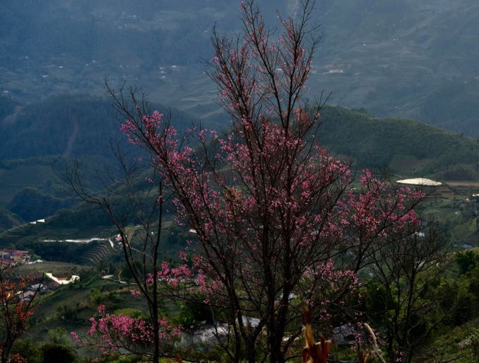 Rất nhiều người lần đầu đến T&acirc;y Bắc vẫn nhầm tưởng hoa Tớ D&agrave;y với hoa đ&agrave;o rừng.