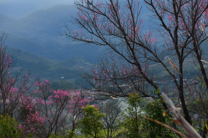 Hoa Tớ D&agrave;y c&oacute; 5 c&aacute;nh hồng, nhụy d&agrave;i, đỏ, rực th&agrave;nh từng ch&ugrave;m, th&acirc;n c&acirc;y vươn cao, t&aacute;n rộng.