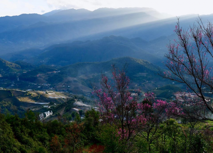 Vẻ đẹp của hoa Tớ D&agrave;y được v&iacute; như vẻ đẹp của thanh xu&acirc;n, của tuổi trẻ của những ch&agrave;ng trai, c&ocirc; g&aacute;i người M&ocirc;ng.