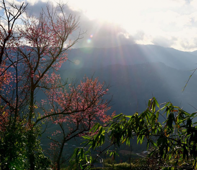 Chiều đến, khi &aacute;nh nắng cuối chiều Đ&ocirc;ng hắt qua đỉnh n&uacute;i, những c&acirc;y hoa Tớ D&agrave;y trở n&ecirc;n quyến rũ v&ocirc; c&ugrave;ng.