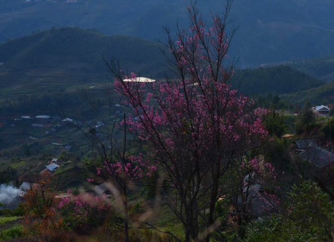 Rực rỡ sắc hoa Tớ D&agrave;y chiều Đ&ocirc;ng La P&aacute;n Tẩn