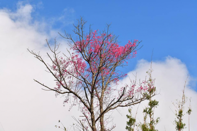 &nbsp;Bởi vẻ đẹp dung dị m&agrave; tr&agrave;n đầy sức xu&acirc;n, hoa Tớ D&agrave;y đ&atilde; đi v&agrave;o văn h&oacute;a của người M&ocirc;ng như một biểu tượng.
