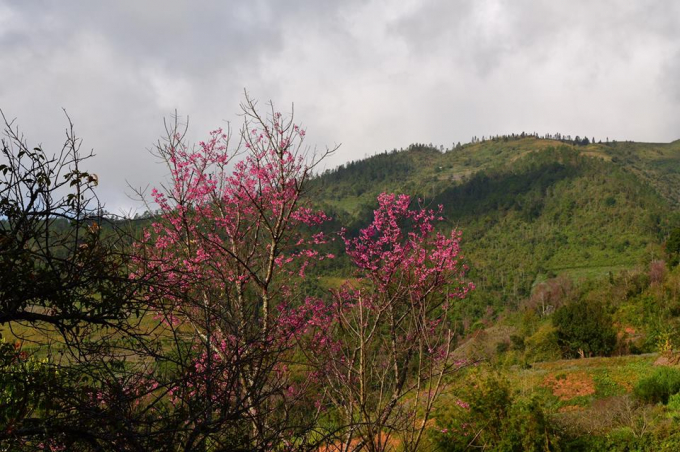 Rực rỡ sắc hoa Tớ D&agrave;y chiều Đ&ocirc;ng La P&aacute;n Tẩn