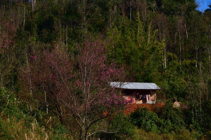 Hoa Tớ D&agrave;y nở rộ trước nh&agrave; b&aacute;o hiệu đất trời đ&atilde; sang Xu&acirc;n, Tết cận kề.