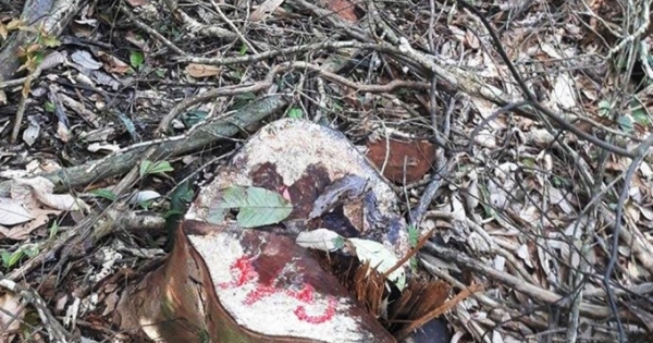 Nghệ An: Khởi tố hình sự 14 vụ vi phạm lâm luật lâm sản trong năm 2017